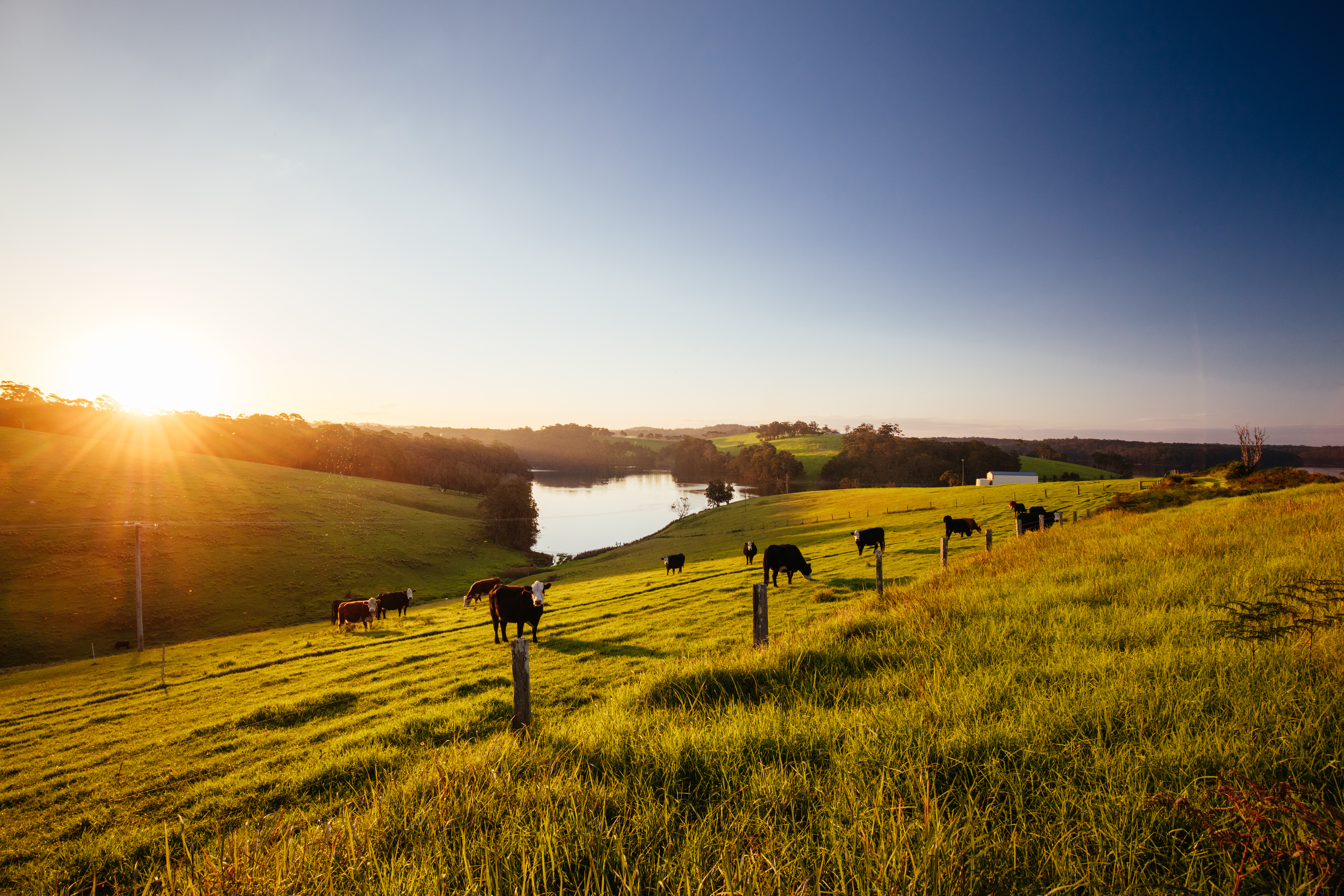 Cattle in field