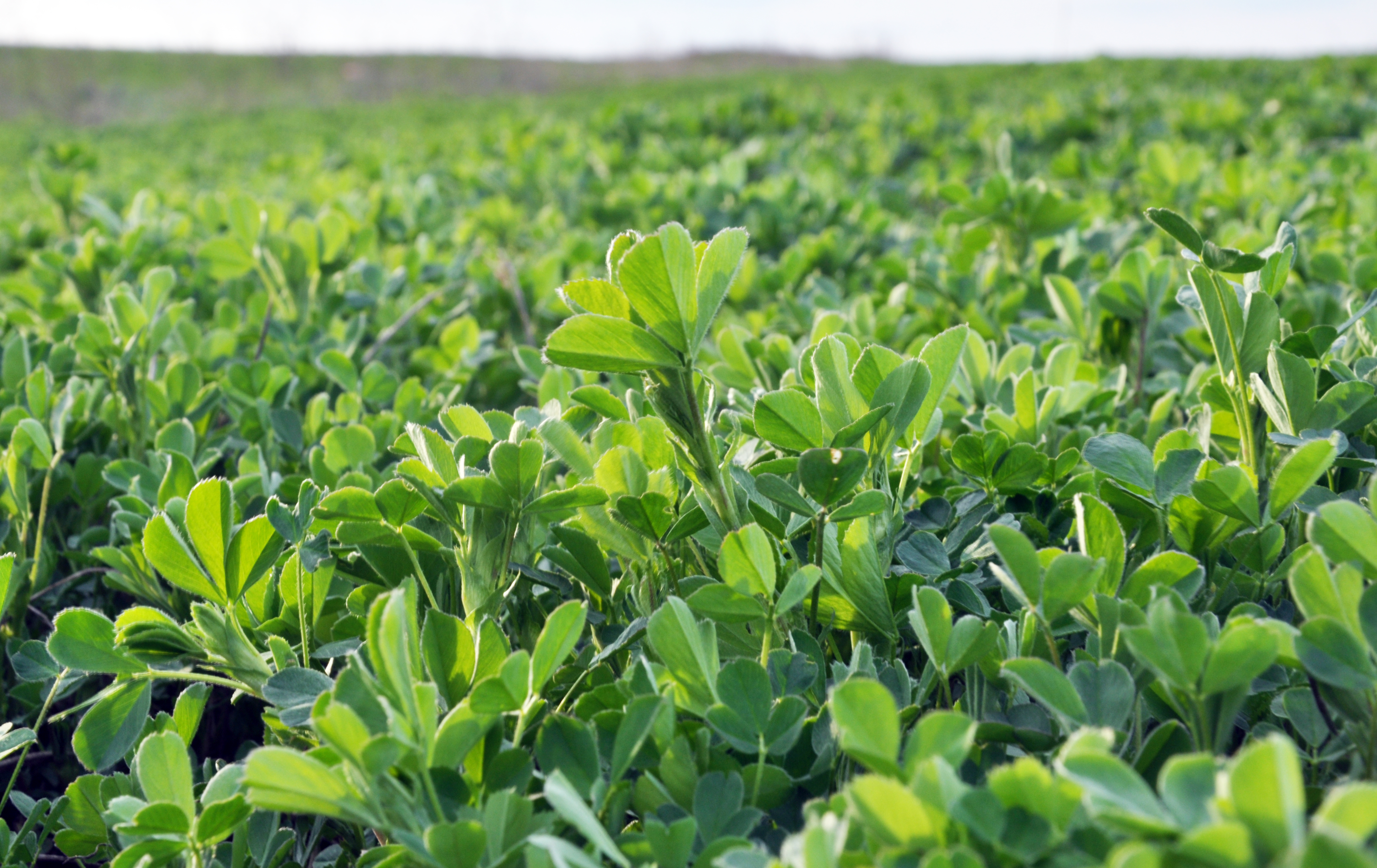 Alfalfa Field