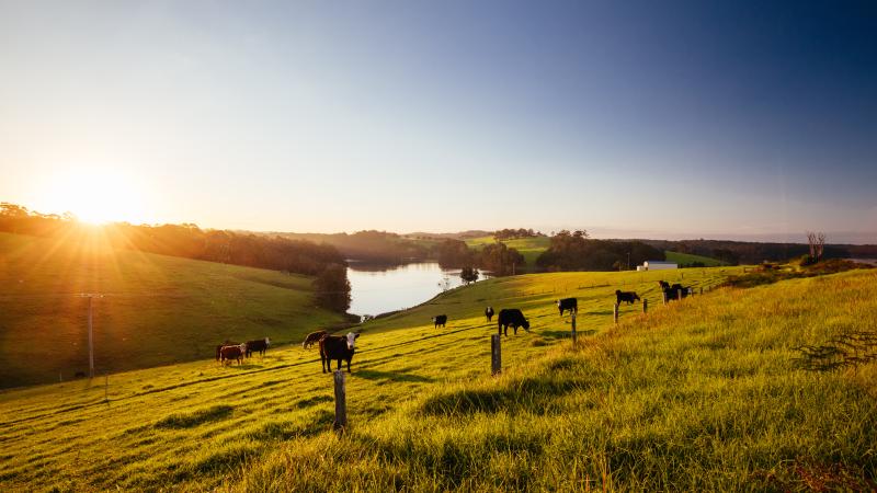 Cattle in field